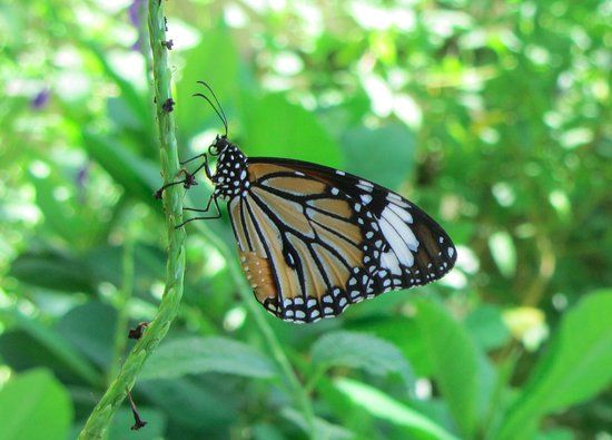 Merlin Butterfly Sanctuary